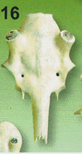 ABL - Damhirschschädel